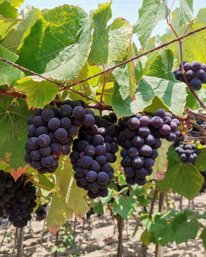 Racimos de uva negra madura colgando de la parra en un viñedo de Cañete